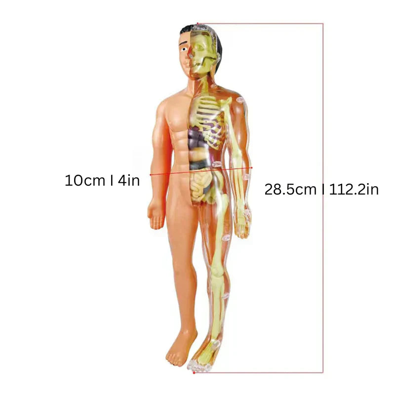 Educational 3D Anatomy Model for Children