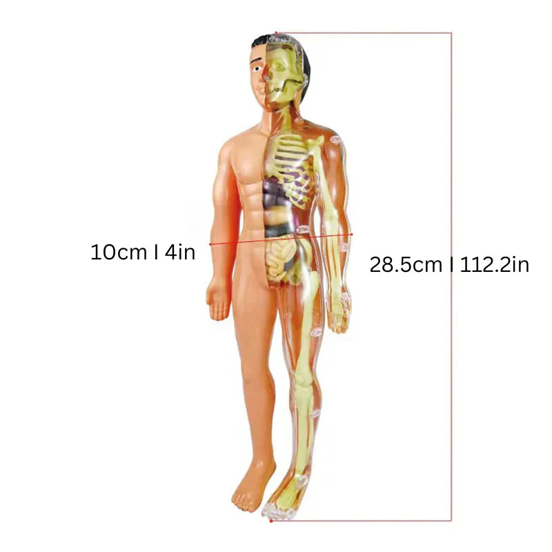 Interactive 3D Human Body Model for Kids