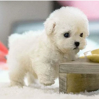 Cuddly Electronic Pet Puppy Toy - Walks and Talks