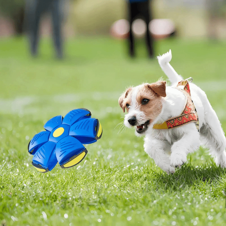 Comfortable Pet Walking Vest