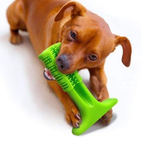 Best Dog Toothbrush for Healthy Teeth