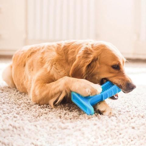 Best Dog Toothbrush for Healthy Teeth