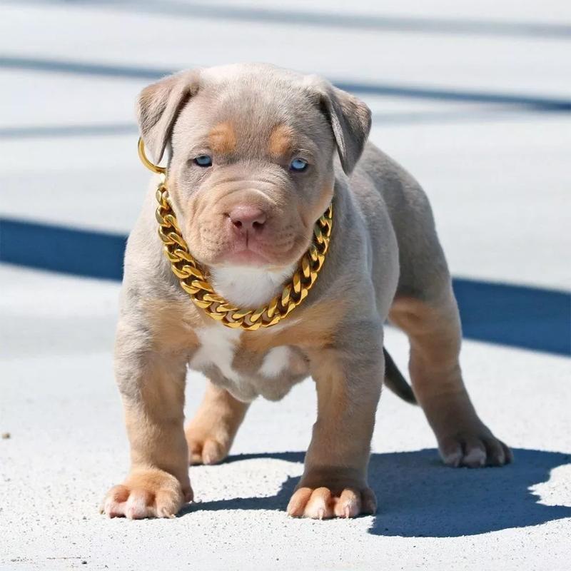 Luxury Pet Gold Chain Choker Collar - Luxicro
