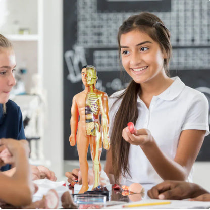 Educational 3D Anatomy Model for Children
