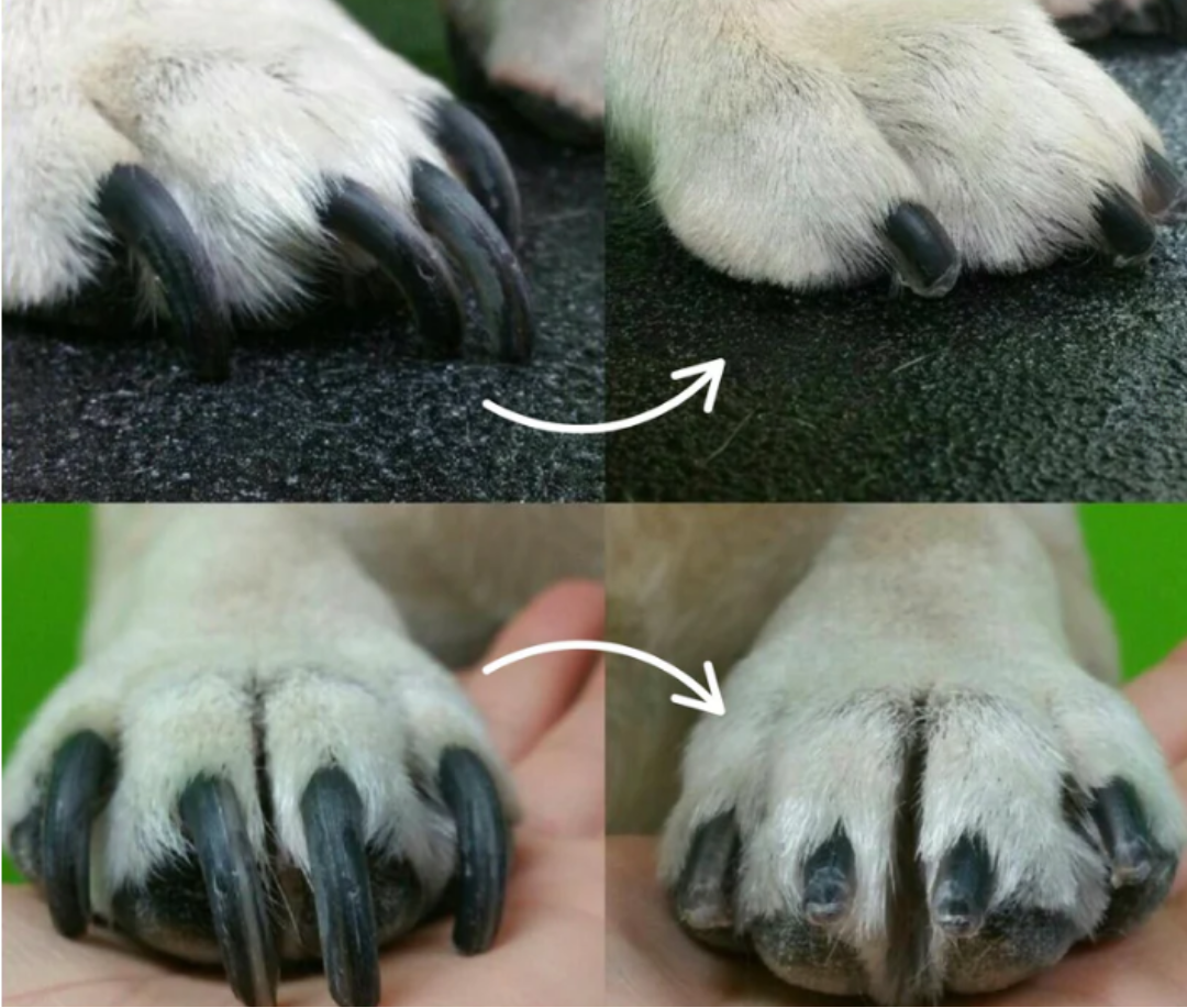 Safe Pet Nail Trimmer with LED Light Guide