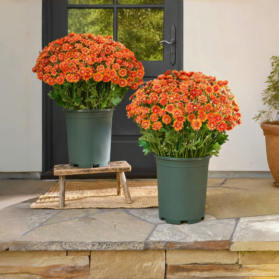 Vibrant Fall Garden Decoration - Luxicro