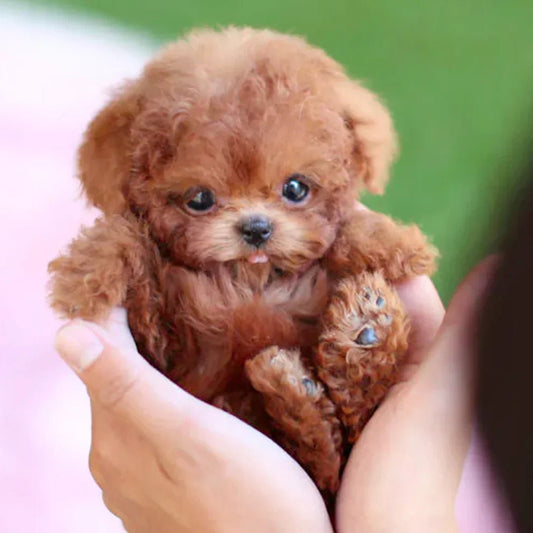 Cuddly Animated Puppy Toy For Kids And Adults - Luxicro