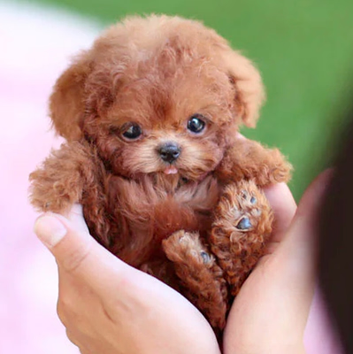 Adorable Interactive Puppy Pet Toy - Luxicro
