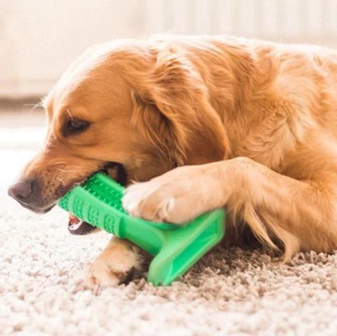 Best Dog Toothbrush for Healthy Teeth
