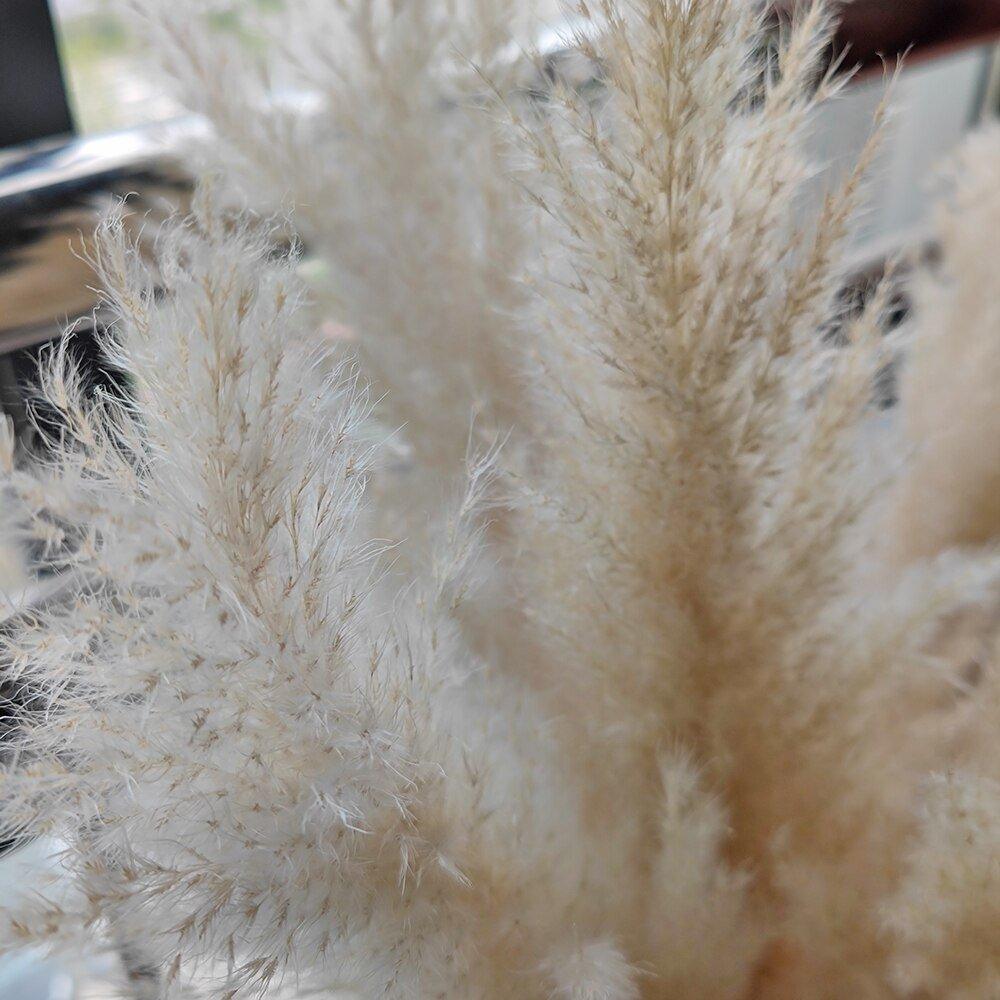 Beautiful Dry Pampas Grass Home Decor Centerpiece