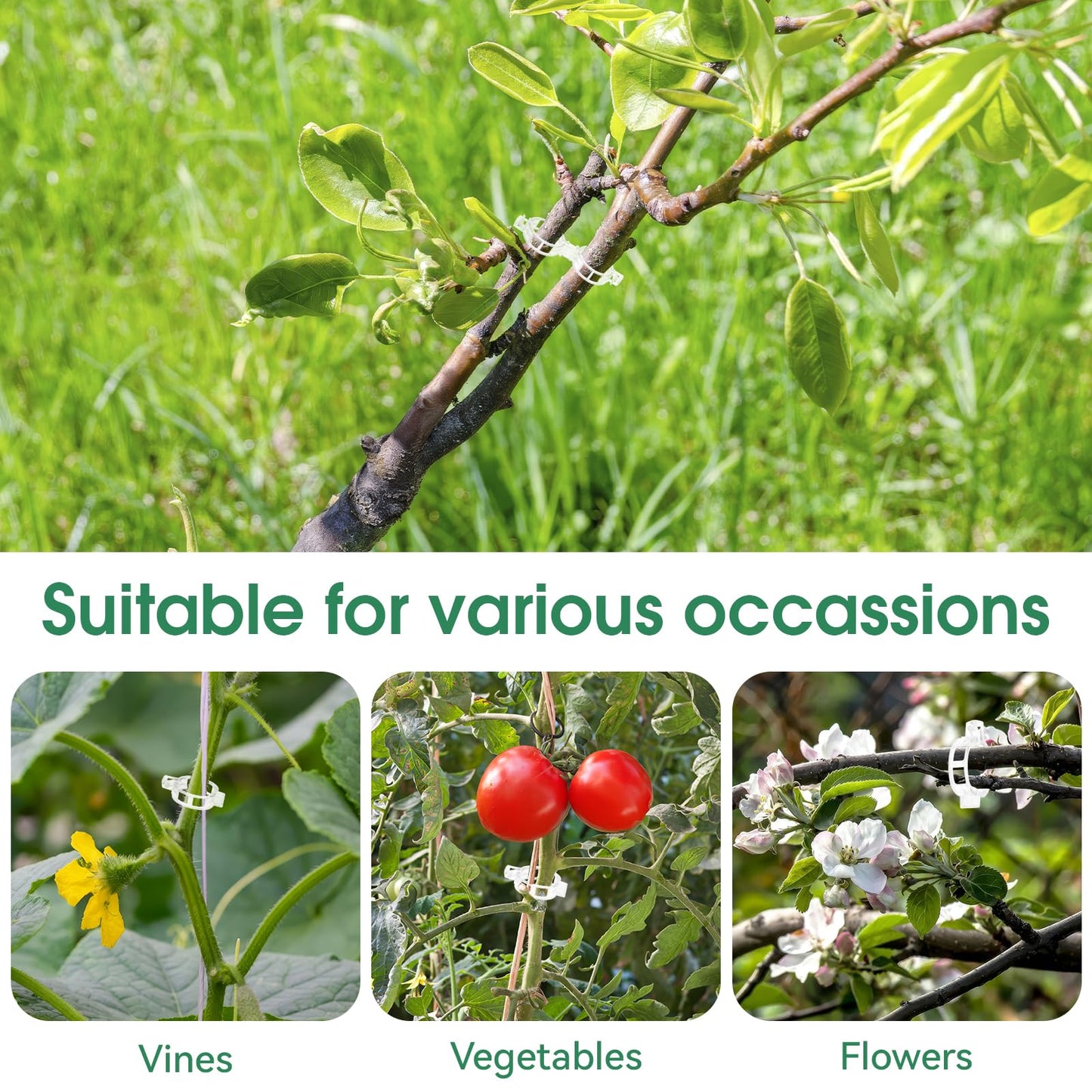 Simple Plant Supports for Tomatoes
