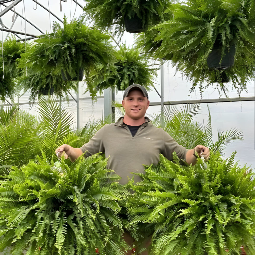 Realistic Indoor Green Fern Decor Plant