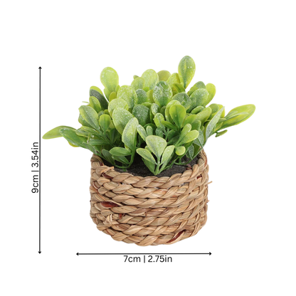 Luxury Green