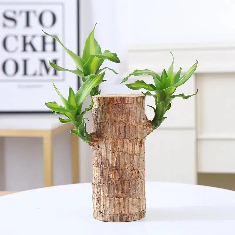 Natural Brazilian Air Purifying Good Luck Plant - Luxicro