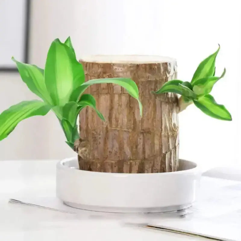 Natural Brazilian Air Purifying Good Luck Plant
