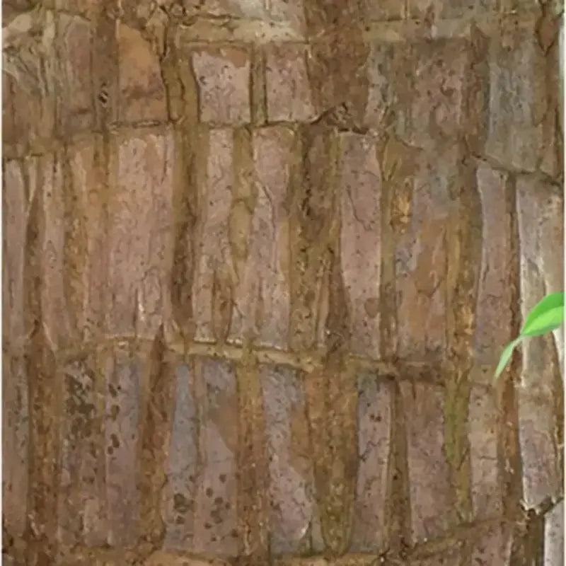 Natural Brazilian Air Purifying Good Luck Plant