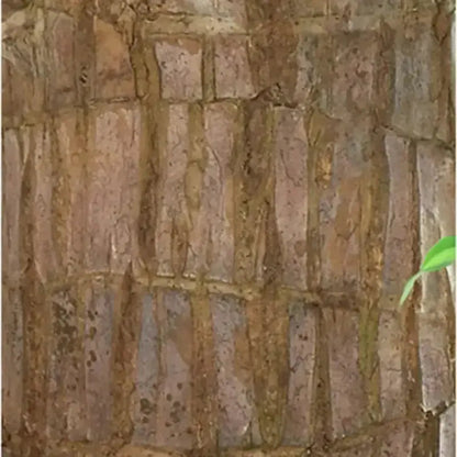 Natural Brazilian Air Purifying Good Luck Plant