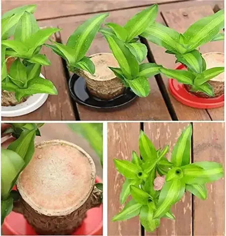 Natural Brazilian Air Purifying Good Luck Plant