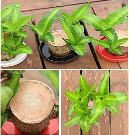 Natural Brazilian Air Purifying Good Luck Plant