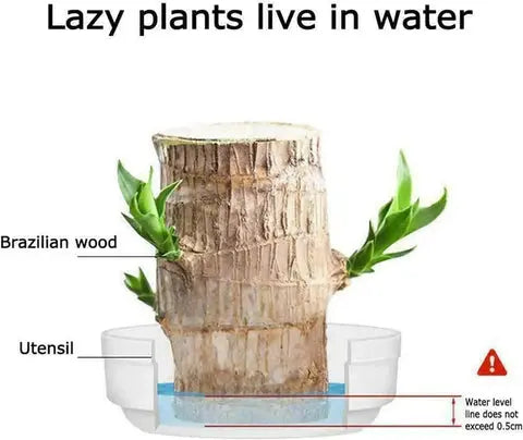 Natural Brazilian Air Purifying Good Luck Plant