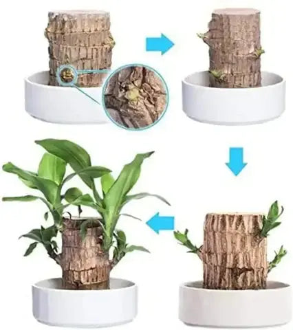 Natural Brazilian Air Purifying Good Luck Plant
