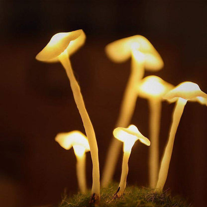 Easy Grow Mushroom Kit Glass Jar