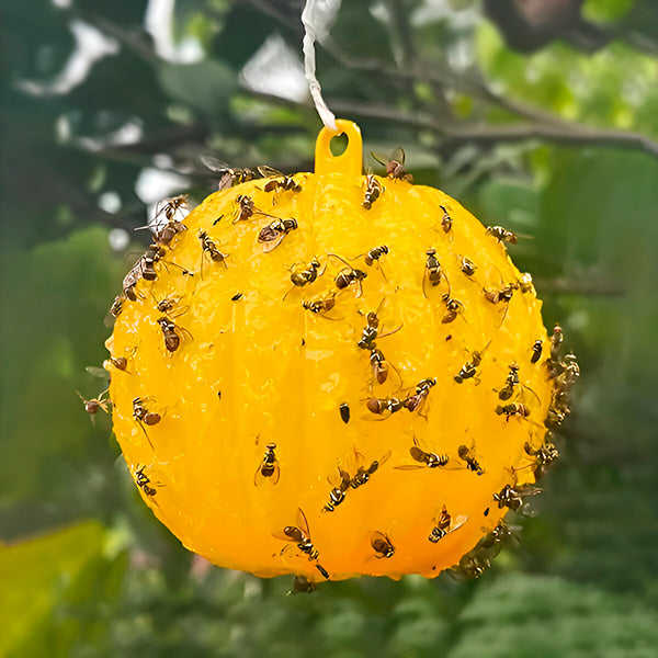 Sticky Insect Trap with Glue Coating (6 Pack) - Luxicro