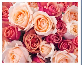 Vibrant Floral DIY Paint Set