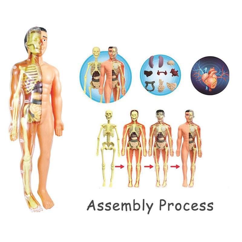 Anatomical 3D Body Model Kit