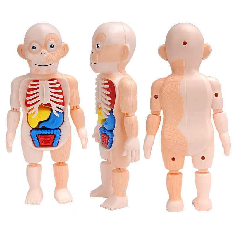 Anatomical 3D Body Model Kit