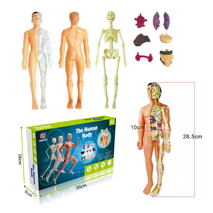 Anatomical 3D Body Model Kit