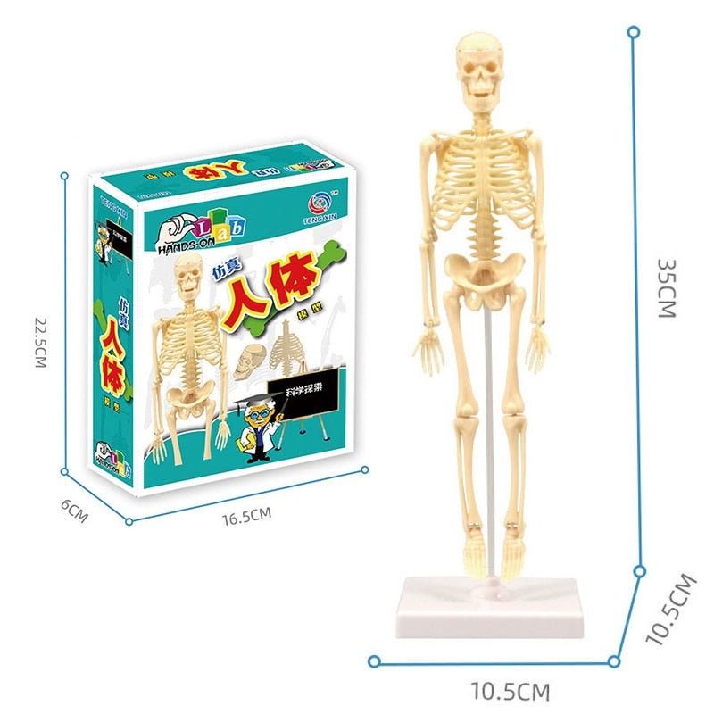 Anatomical 3D Body Model Kit - Luxicro