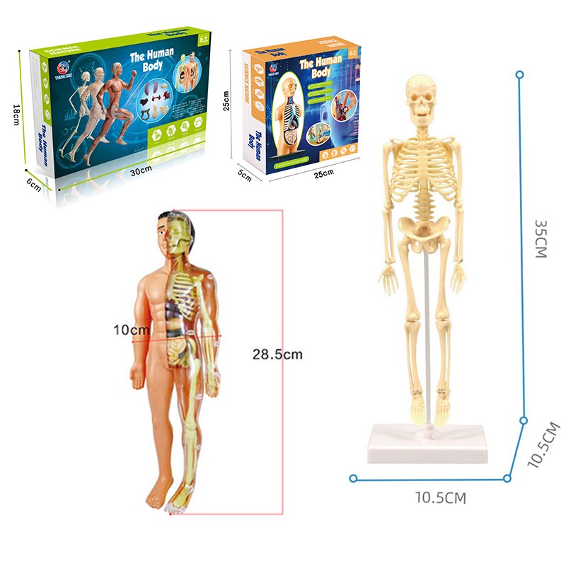 Anatomical 3D Body Model Kit