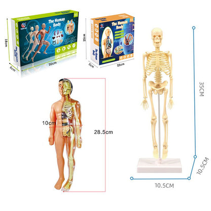 Anatomical 3D Body Model Kit