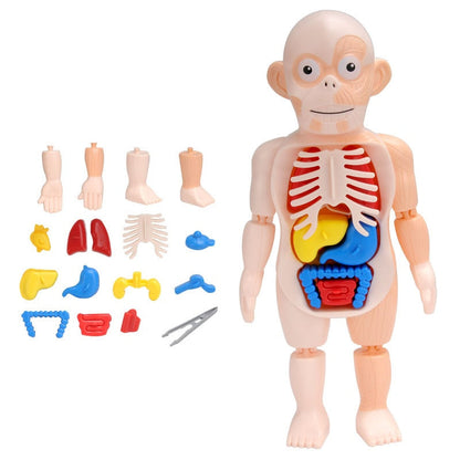 Anatomical 3D Body Model Kit