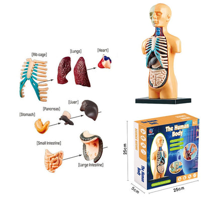 Anatomical 3D Body Model Kit