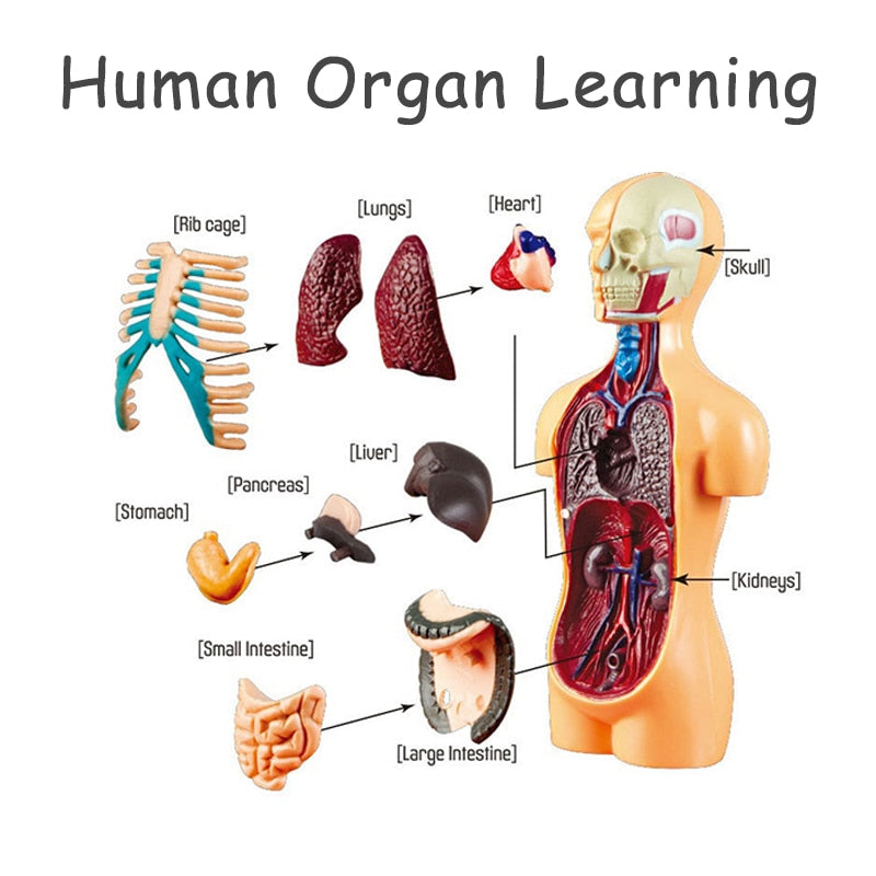 Anatomical 3D Body Model Kit