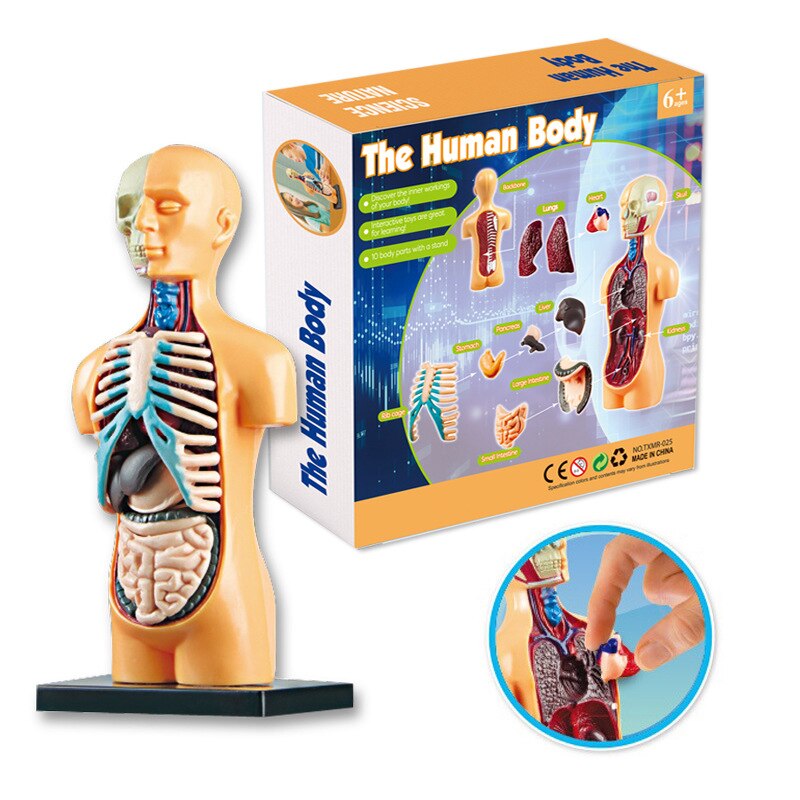 Anatomical 3D Body Model Kit