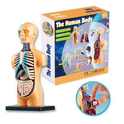 Anatomical 3D Body Model Kit