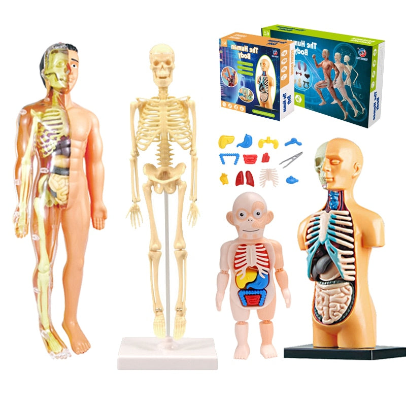 Anatomical 3D Body Model Kit