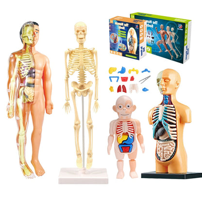 Anatomical 3D Body Model Kit