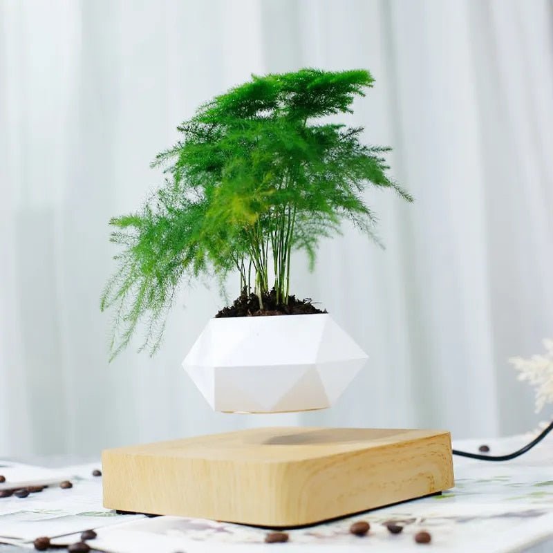 Airy Glass Terrarium Indoor Plant Holders