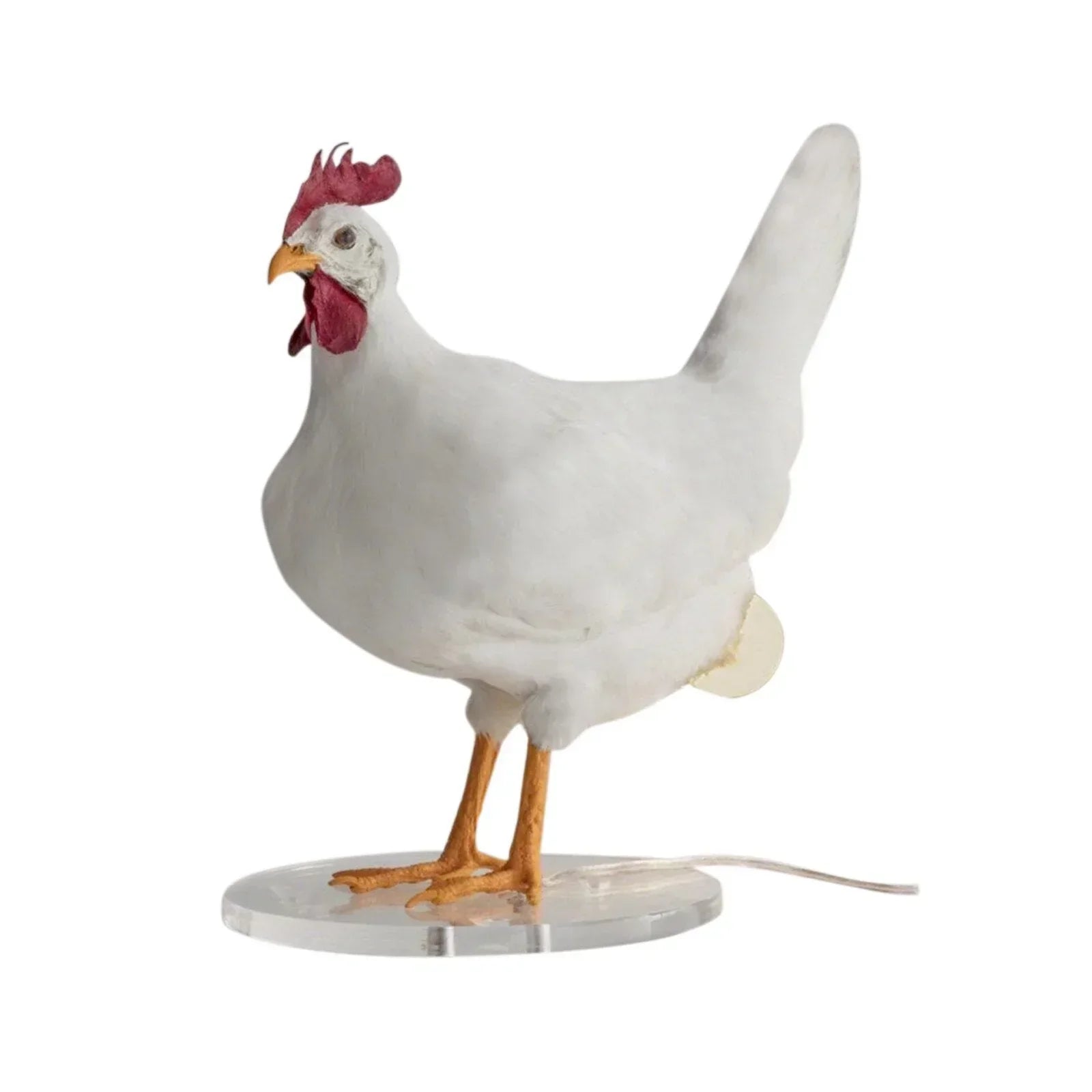 Cozy Chicken Heating Lamp - Luxicro