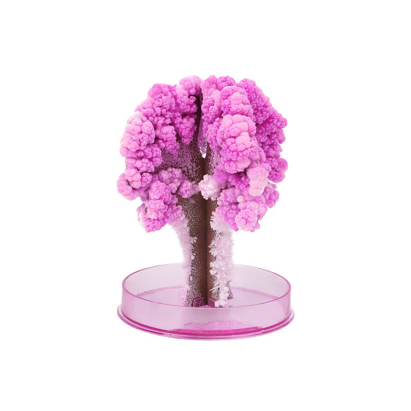 Good Fortune Money Tree Plant