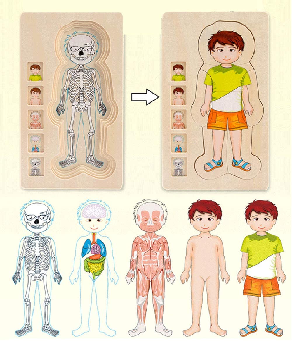 Anatomy Interactive Human Body Model Kit
