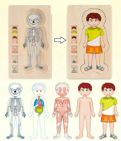 Anatomy Interactive Human Body Model Kit