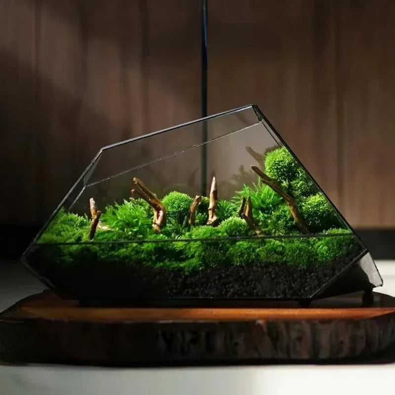 Small Clear Glass Miniature Succulent Planter - Luxicro