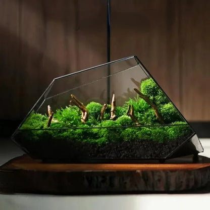 Small Clear Glass Miniature Succulent Planter - Luxicro