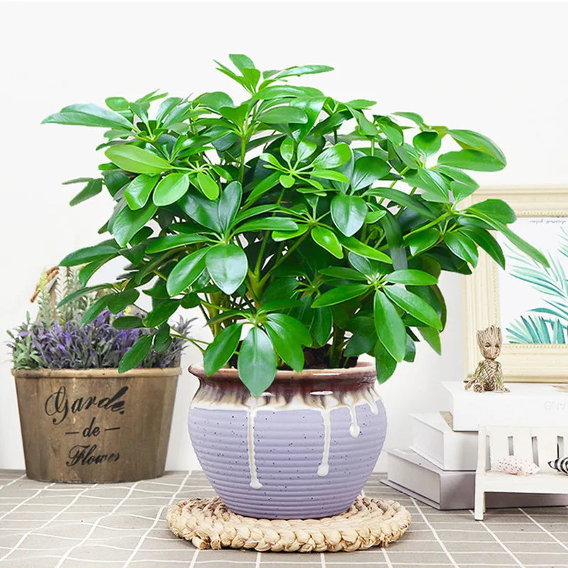 Realistic Indoor Plant with Stem and Leaves