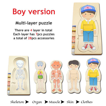 Anatomy Interactive Human Body Model Kit